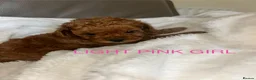 Cavapoo dogs for sale: 7 Beautiful Deep Red Cavapoo Puppies - Advert 7