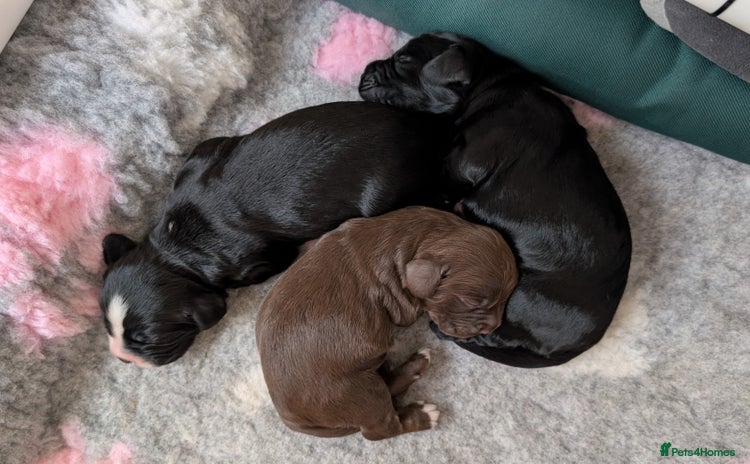 Cocker Spaniel dogs - Advert 6