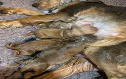 Cocker Spaniel dogs for sale: KC Show Carefully bred for Health and Temperament  - Image 19