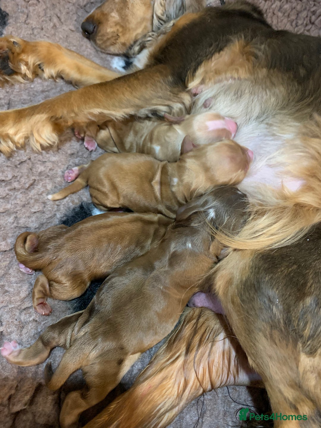 Cocker Spaniel dogs for sale: KC Show Carefully bred for Health and Temperament  - Image 19