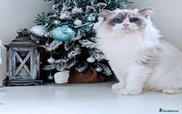 Ragdoll cats for sale: 🐾💎Male Kitten Available Now💎🐾 - Image 10