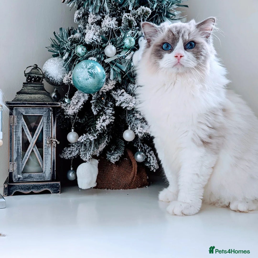 Ragdoll cats for sale: 🐾💎Male Kitten Available Now💎🐾 - Image 10
