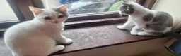 British Shorthair cats for sale: GCCF BSH Kittens Direct Grand Champion Lines  - Advert 5