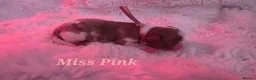 Cavalier King Charles Spaniel dogs for sale: Blenhiem cavalier king charles spaniel puppies - Advert 8