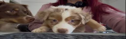 Miniature American Shepherd dogs for sale: 2 x Red Merle Mini American Shepherd Puppy - Boys - Advert 6