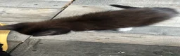 Mixed Breed cats for sale: Kittens are ready now  - Advert 8