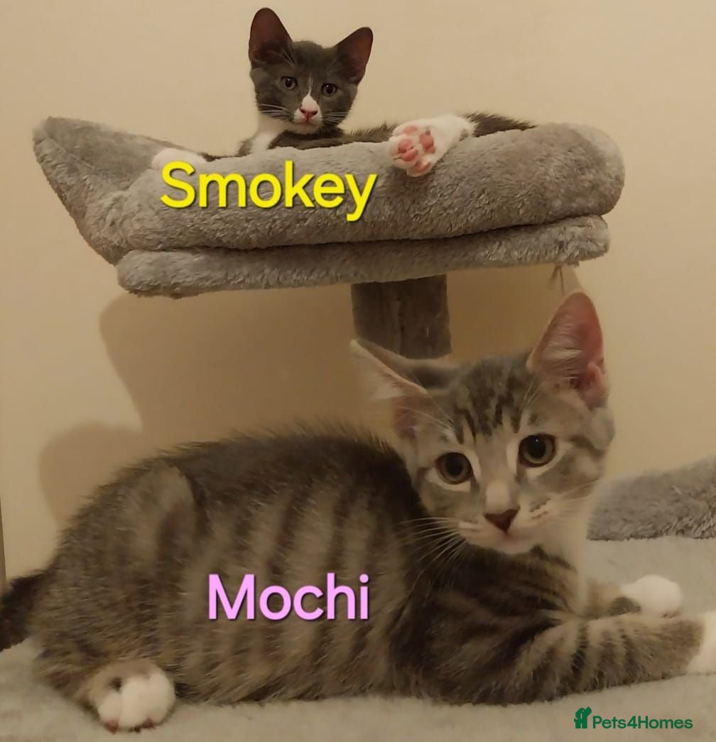 Mixed Breed cats Playful kittens looking for loving home - Advert 1