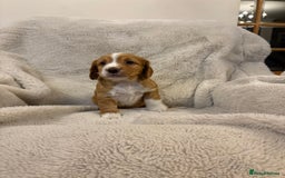 Cocker Spaniel dogs for sale: Working cocker spaniel boy - Image 3