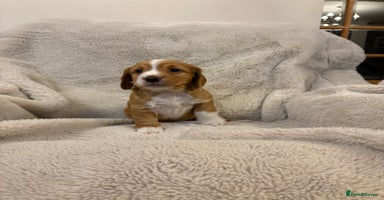 Cocker Spaniel dogs - Advert 16