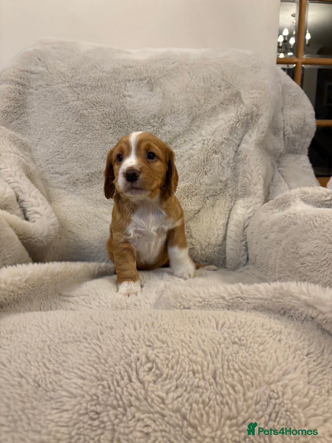Cocker Spaniel dogs for sale: Working cocker spaniel boy - Image 3