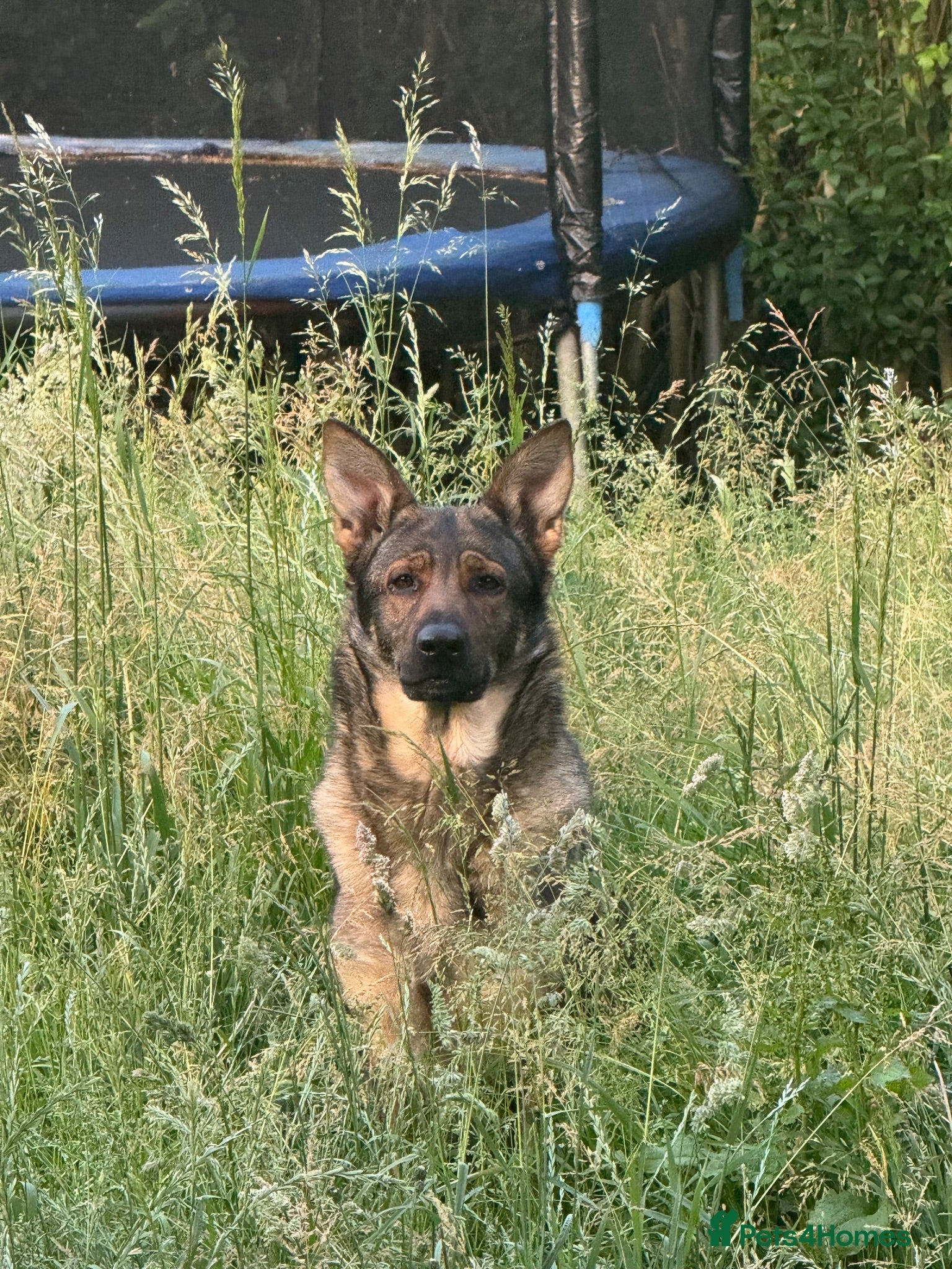 German Shepherd dogs Loving home needed - 3 year old GSD - Advert 1