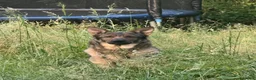 German Shepherd dogs for sale: Loving home needed - 3 year old GSD - Advert 2