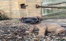 Cane Corso dogs for sale: Cane Corso puppies 9 week old 🫶❤️🫶 - Image 14