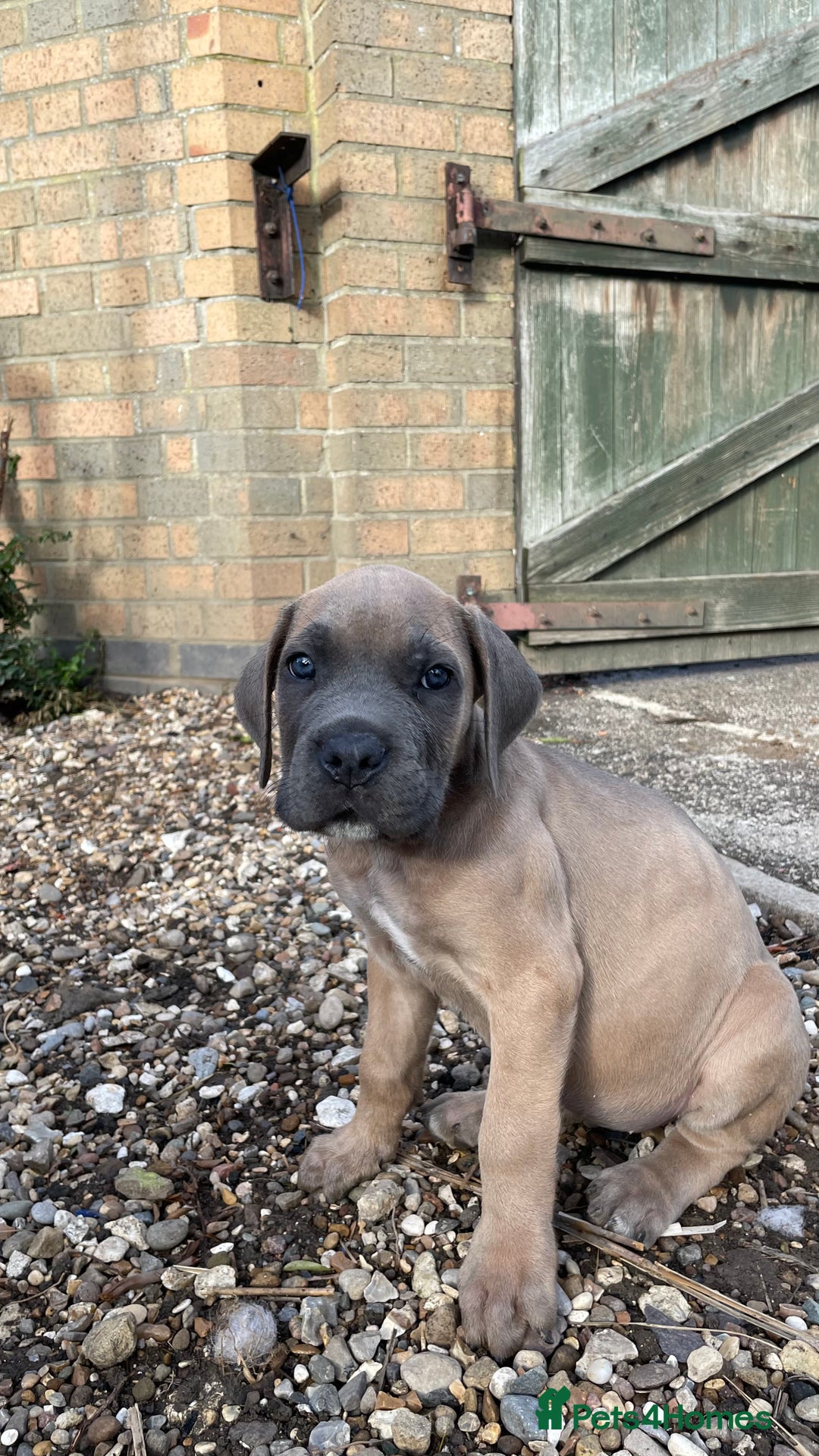 Cane Corso dogs for sale: Cane Corso puppies 9 week old 🫶❤️🫶 - Image 14