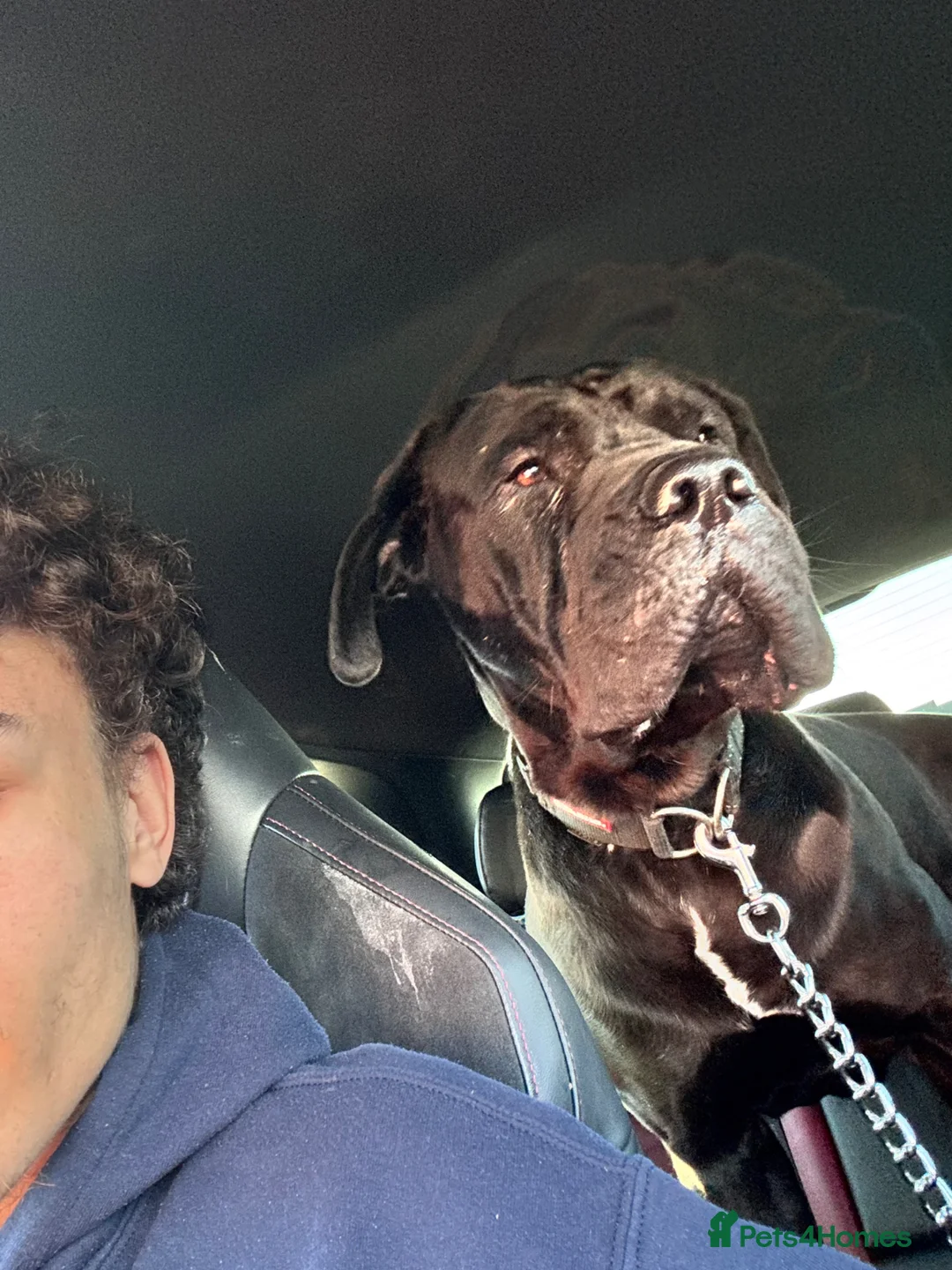 Cane Corso dogs for sale: 3 year old Cane Corso called Ryuk in Birmingham - Advert 6