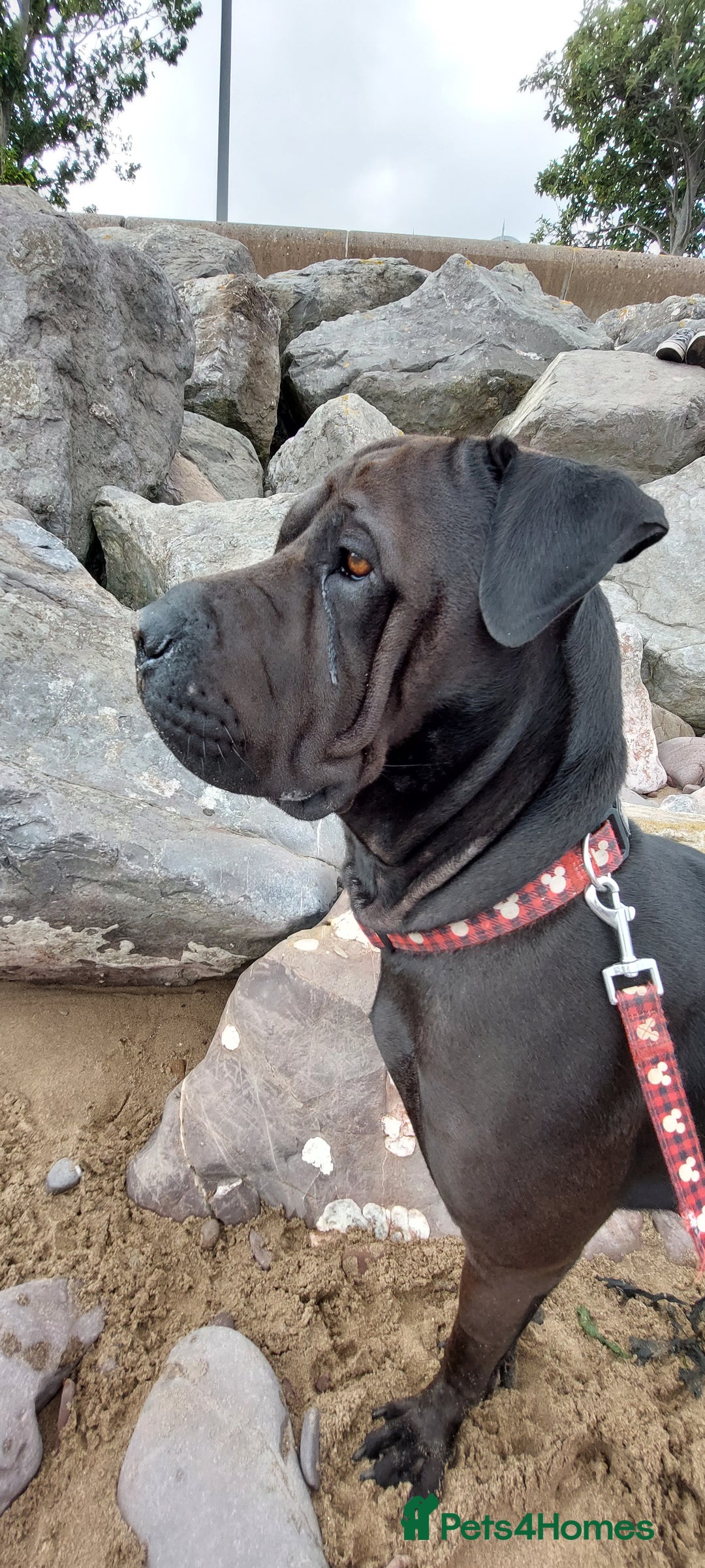 Mixed Breed dogs for sale: Sharpei X Rottweiler  - Advert 4