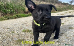 German Shepherd dogs for sale: Working Line German Shepherd Puppies - Cornwall - Image 11