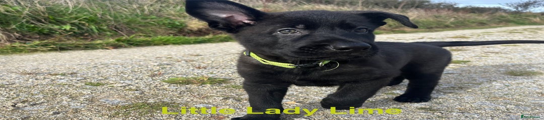 Miss Lady Lime
