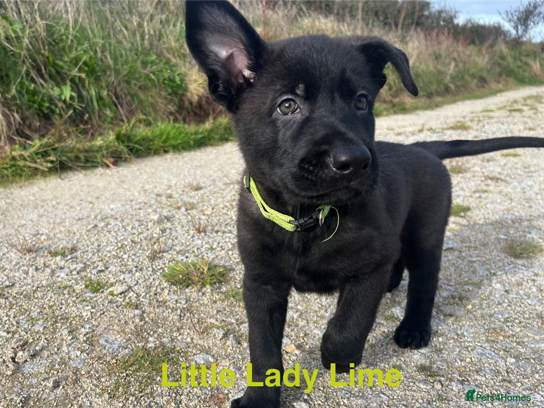 German Shepherd dogs for sale: Working Line German Shepherd Puppies - Cornwall - Image 11