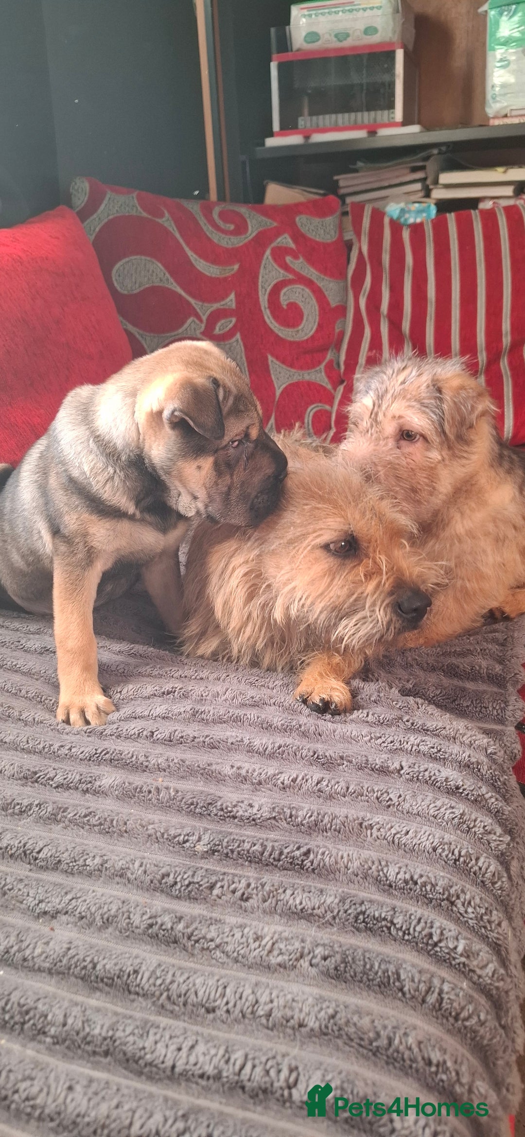 Mixed Breed dogs for sale: Jack Russell Cross Rus O Pei ( Small Breed ) - Advert 2