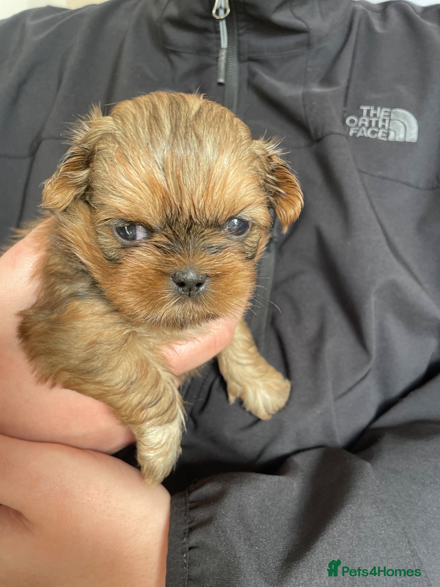 Shih Tzu dogs KC reg standard shihtzu - Advert 1