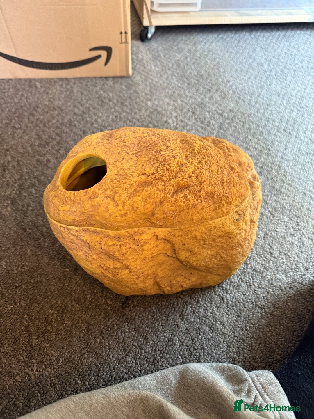 Leopard Gecko reptiles for sale: Leopard geckos for sale  - Advert 16