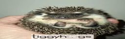 Pygmy Hedgehog rodents for sale: 4 Handsome Male African Pygmy Hedgehogs available  - Advert 6