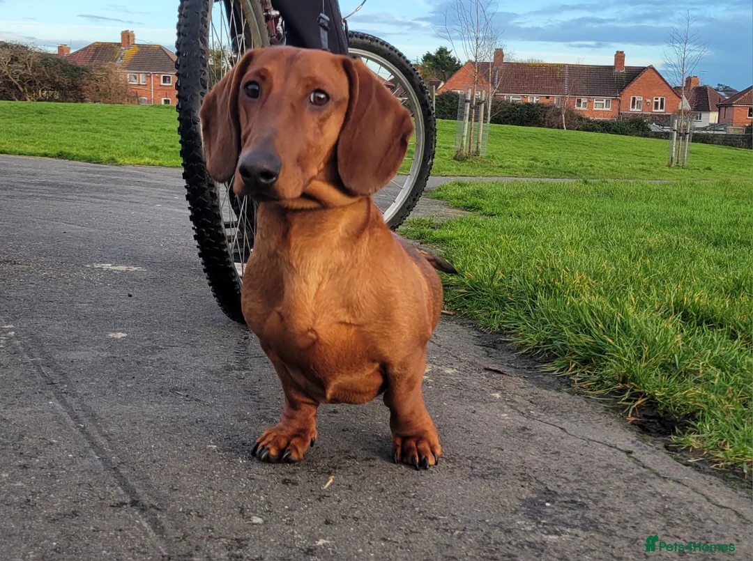 Dachshund dogs for sale: STANDARD DACHSHUND BOY kc registered  - Advert 7