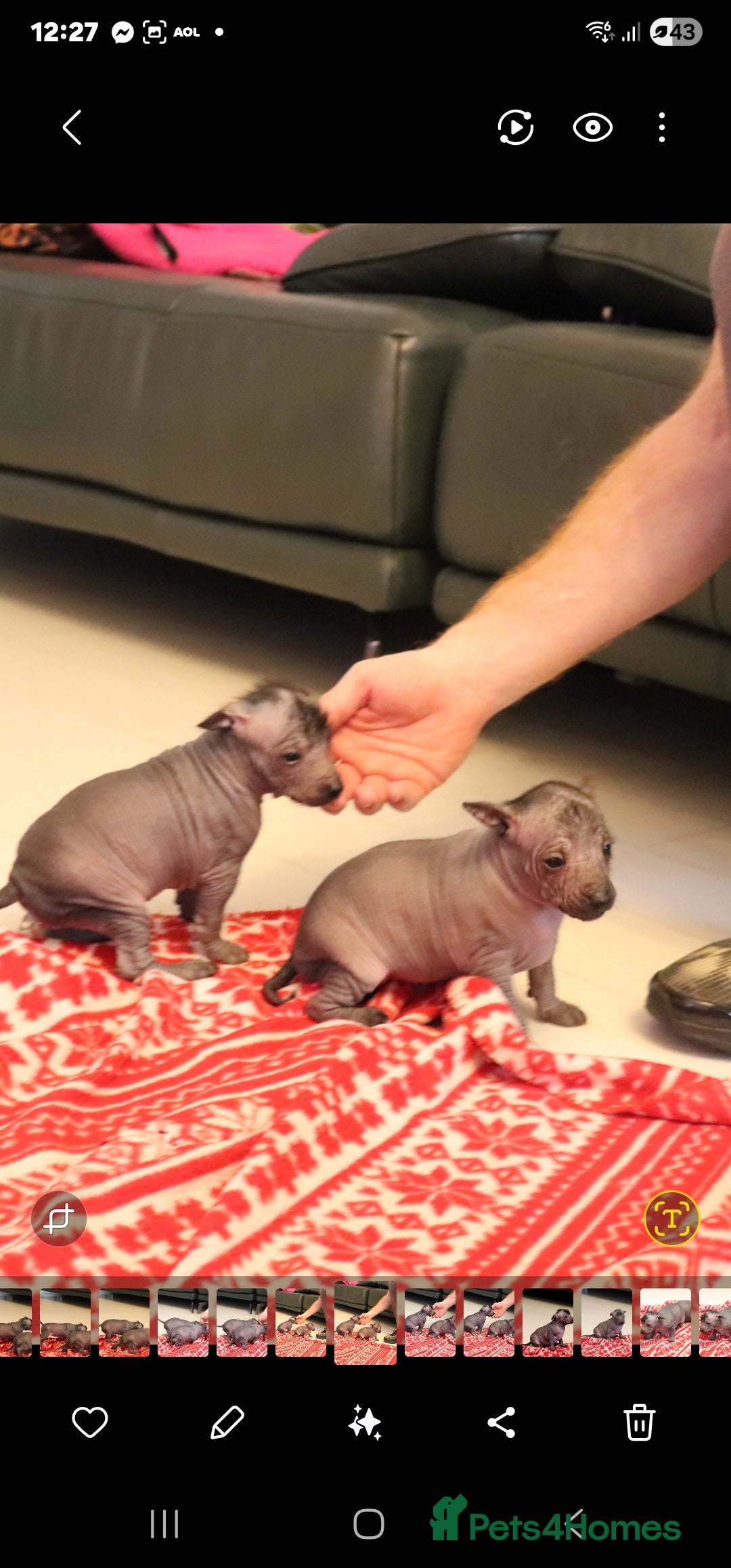 Mexican Hairless dogs Mini size girl. - Advert 1