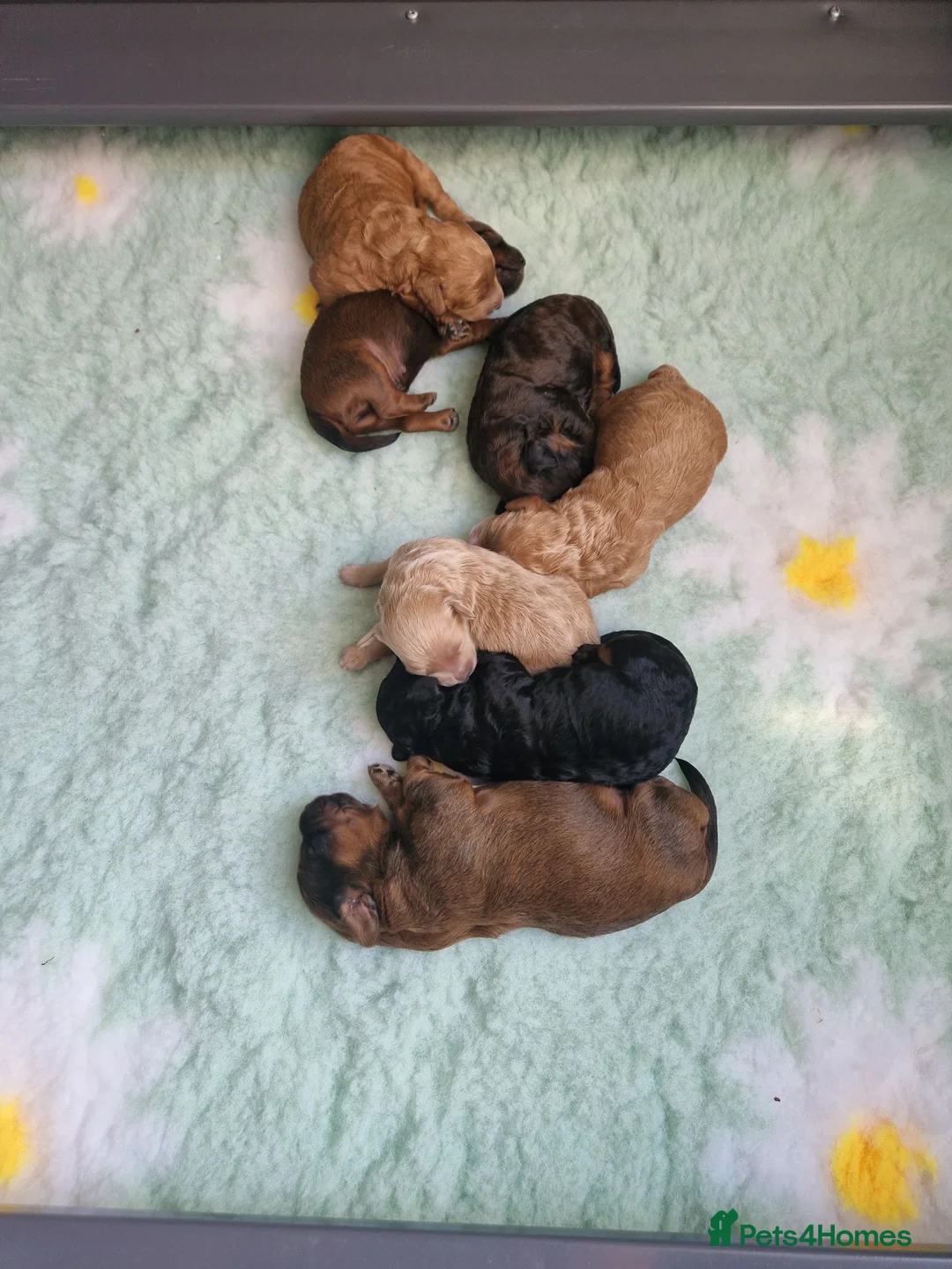 Cavapoochon dogs for sale: Beautiful Cavapoochon Pups  - Advert 3