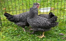 Chickens poultry for sale: Aracana hybrid green egg layers chickens - Image 6