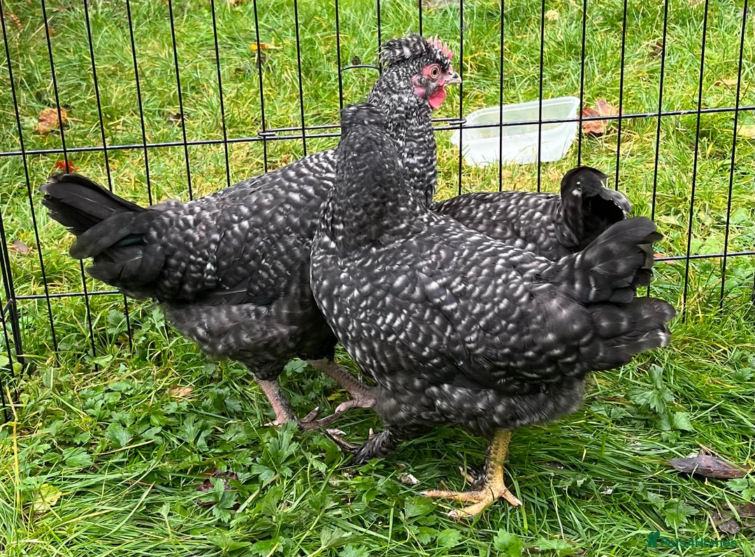 Chickens poultry for sale: Aracana hybrid green egg layers chickens - Image 6