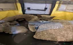 British Shorthair cats for sale:  🐾 BSH Blue,Chocolate& Tabby– Whiskers Kittens 🐾 - Image 12