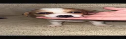 Jack Russell dogs for sale: Jack Russell’s - Advert 12