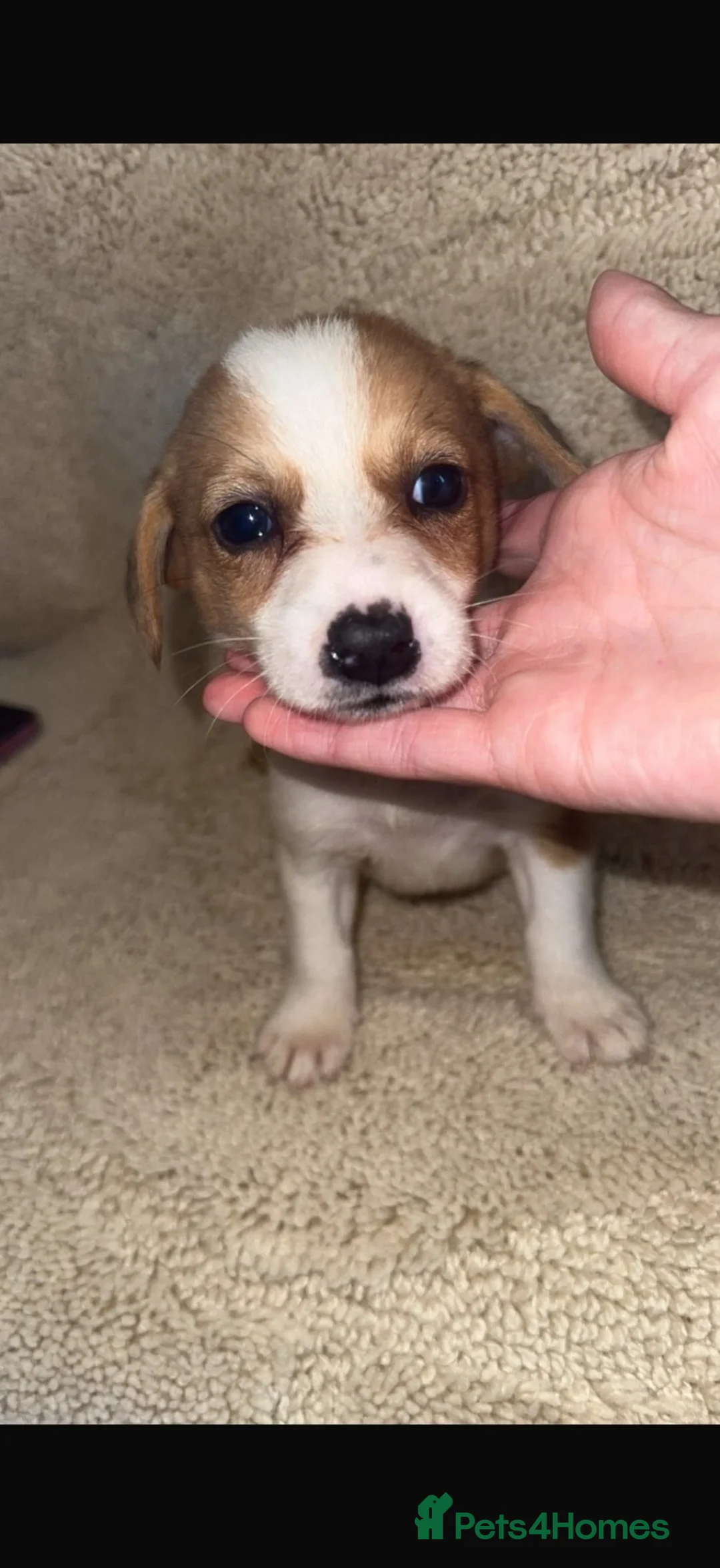 Jack Russell dogs for sale: Jack Russell’s - Advert 12