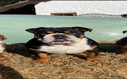 Mixed Breed dogs for sale: Beautiful Bulldog Cross Puppies - Image 6