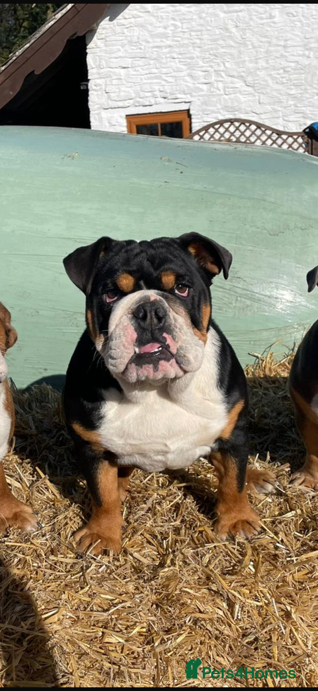 Mixed Breed dogs for sale: Beautiful Bulldog Cross Puppies - Image 6