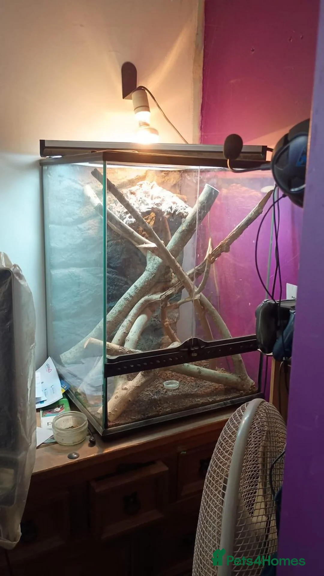 Lizard reptiles for sale: male Pygmy mulga monitor - Advert 2