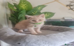 British Shorthair cats for sale: Adorable kittens  4 sweet home - Image 16