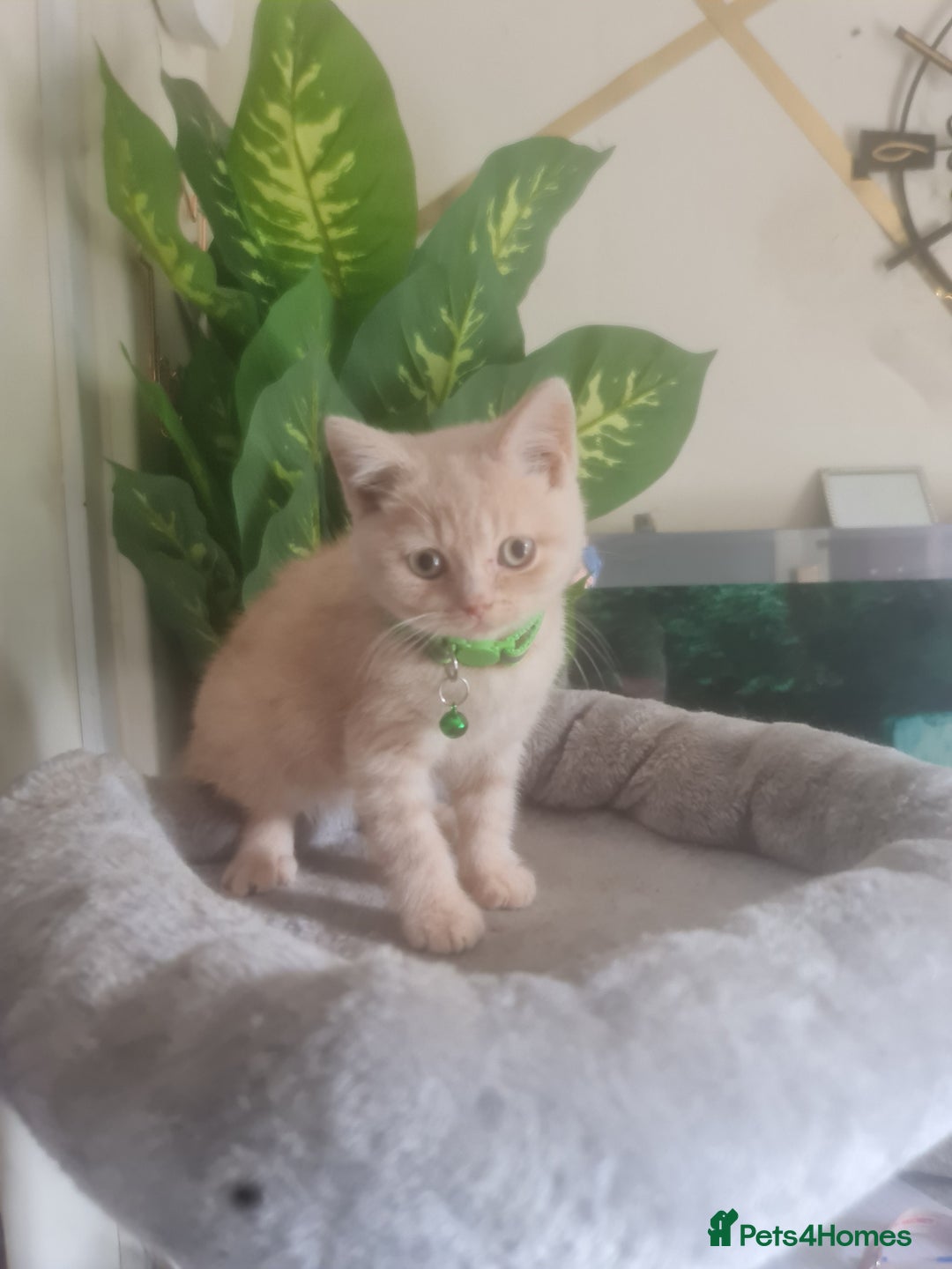British Shorthair cats for sale: Adorable kittens  4 sweet home - Image 16
