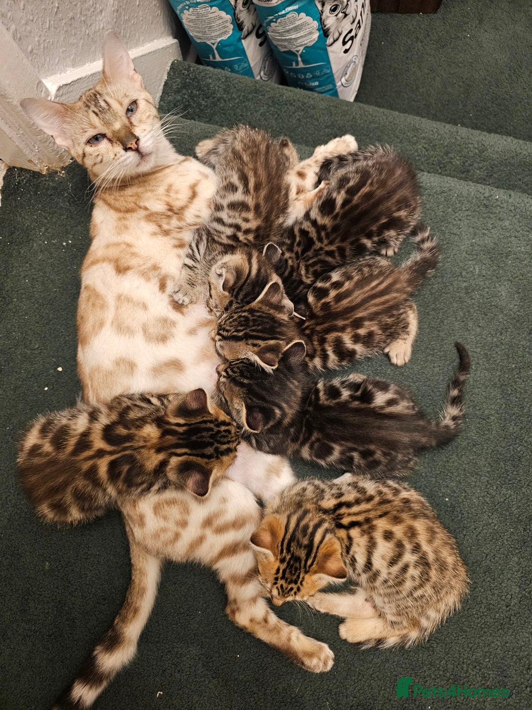 Bengal cats for sale: Bengal kittens - Advert 1