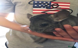 Chinchilla rodents for sale: White gold-bar mosaic Chinchillas for sale (Rare) - Image 6