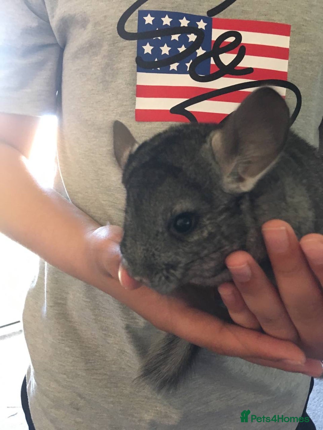 Chinchilla rodents for sale: White gold-bar mosaic Chinchillas for sale (Rare) - Image 6