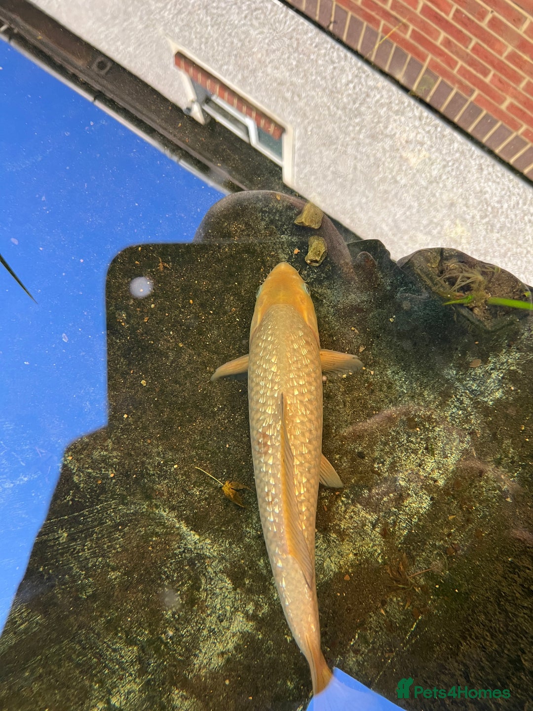 Koi Carp fish for sale: 2 koi Carp for sale  - Image 10