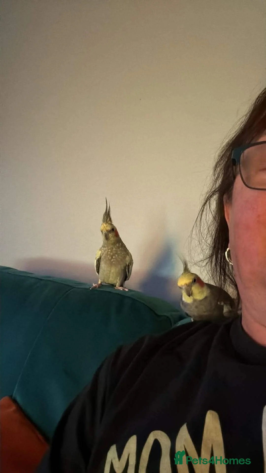 Cockatiels birds for sale: 4 cockatiels in Chesterfield - Advert 6