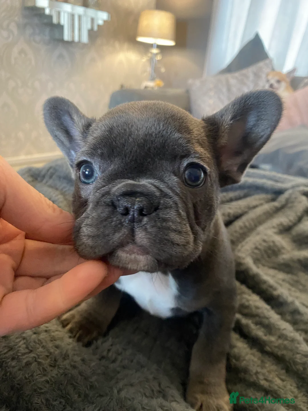 French Bulldog dogs for sale: Stunning chunky French bulldog pups  - Advert 5