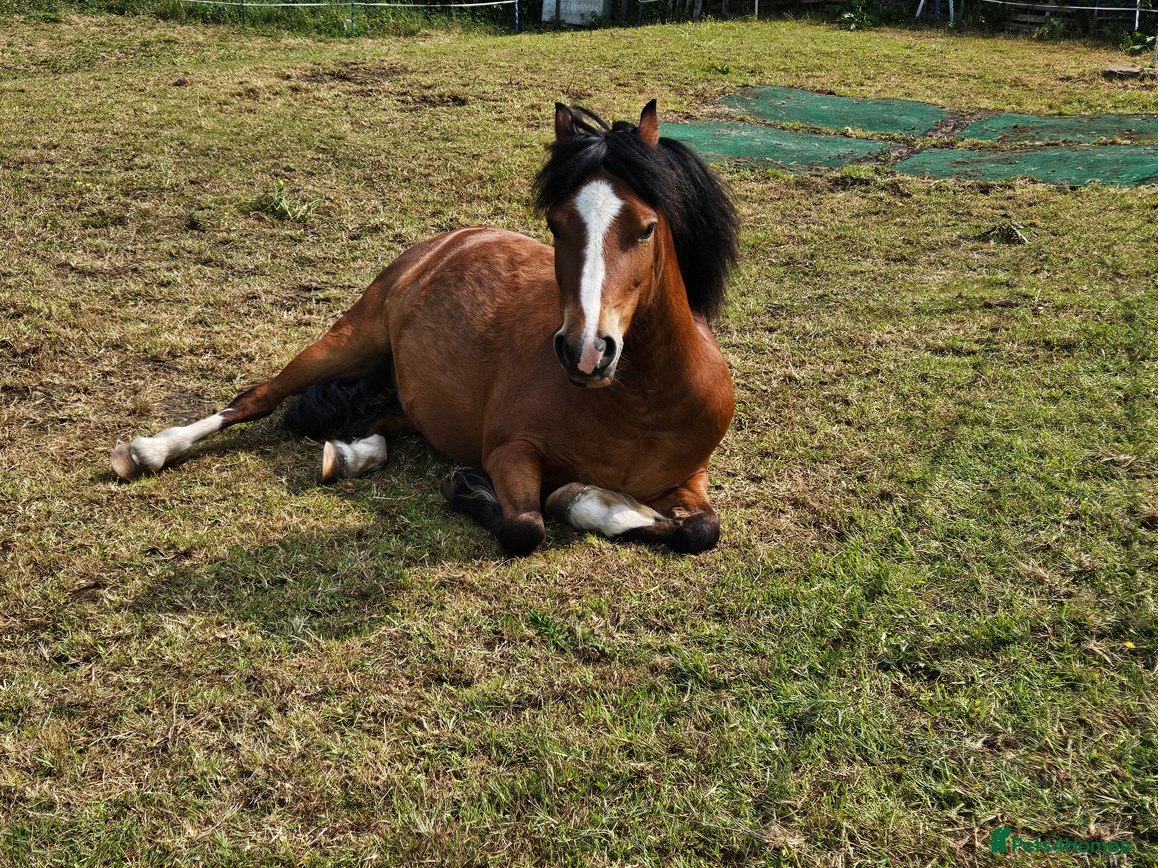 Other Breed horses 10.2 tony the pony - Advert 2