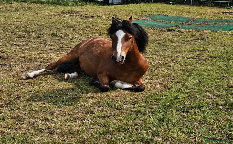 Other Breed horses - Advert 1