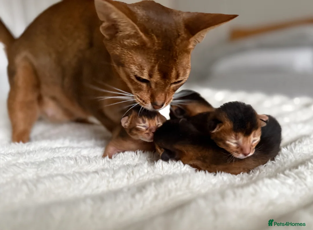 Abyssinian cats for sale: Champion parents amazing kittens  - Advert 2