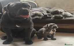 Cane Corso dogs for sale: Blue Cane Corso - Image 8